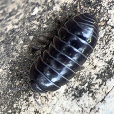 Armadillidium vulgare (Slater bug, woodlouse, pill bug, roley poley) at Braddon, ACT - 29 Dec 2023 by Hejor1