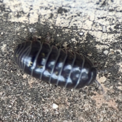 Armadillidium vulgare at City Renewal Authority Area - 29 Dec 2023