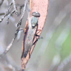 Taenogerella elizabethae at City Renewal Authority Area - 29 Dec 2023