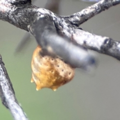 Phoroncidia sextuberculata at City Renewal Authority Area - 29 Dec 2023 03:00 PM