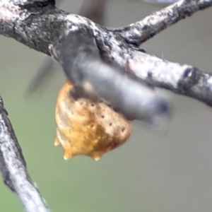 Phoroncidia sextuberculata at City Renewal Authority Area - 29 Dec 2023 03:00 PM