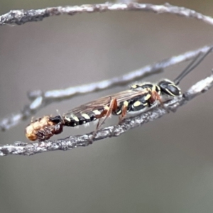 Aeolothynnus sp. (genus) at City Renewal Authority Area - 29 Dec 2023