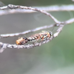 Aeolothynnus sp. (genus) at City Renewal Authority Area - 29 Dec 2023