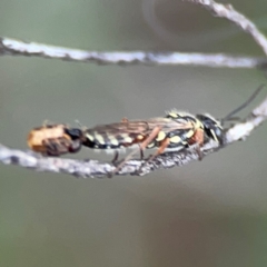 Aeolothynnus sp. (genus) at City Renewal Authority Area - 29 Dec 2023