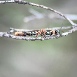 Aeolothynnus sp. (genus) at City Renewal Authority Area - 29 Dec 2023