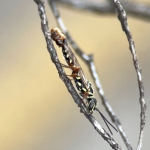 Aeolothynnus sp. (genus) at City Renewal Authority Area - 29 Dec 2023