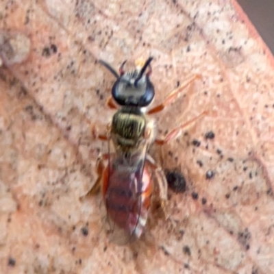Lasioglossum (Homalictus) punctatus (A halictid bee) at City Renewal Authority Area - 29 Dec 2023 by Hejor1