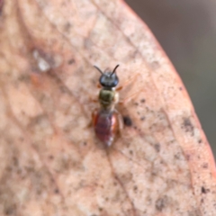 Lasioglossum (Homalictus) punctatus at City Renewal Authority Area - 29 Dec 2023