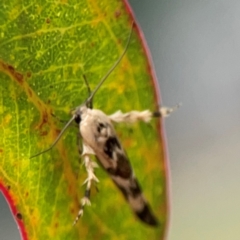 Stathmopoda melanochra at City Renewal Authority Area - 29 Dec 2023 03:20 PM