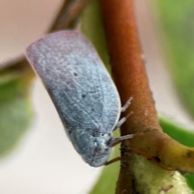 Dworena hyacintha (A planthopper) at City Renewal Authority Area - 29 Dec 2023 by Hejor1