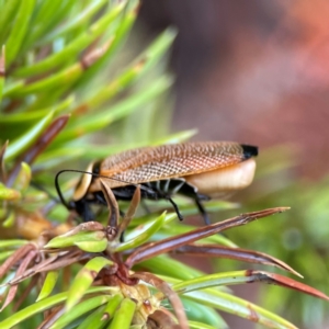 Ellipsidion australe at City Renewal Authority Area - 29 Dec 2023 02:53 PM