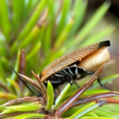 Ellipsidion australe at City Renewal Authority Area - 29 Dec 2023