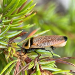 Ellipsidion australe at City Renewal Authority Area - 29 Dec 2023