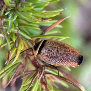 Ellipsidion australe at City Renewal Authority Area - 29 Dec 2023