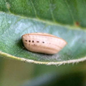 Ellipsidion sp. (genus) at City Renewal Authority Area - 29 Dec 2023