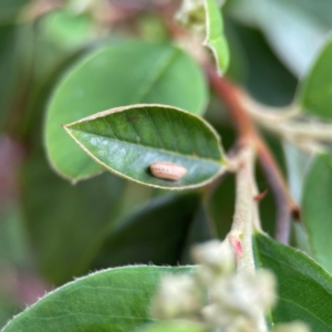 Ellipsidion sp. (genus) at City Renewal Authority Area - 29 Dec 2023