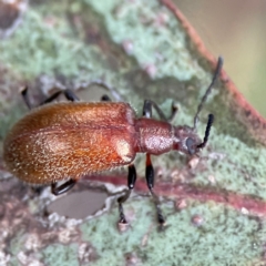 Ecnolagria grandis (Honeybrown beetle) at City Renewal Authority Area - 29 Dec 2023 by Hejor1