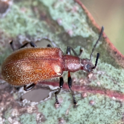 Ecnolagria grandis (Honeybrown beetle) at City Renewal Authority Area - 29 Dec 2023 by Hejor1