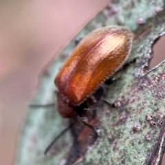 Ecnolagria grandis at City Renewal Authority Area - 29 Dec 2023 02:36 PM