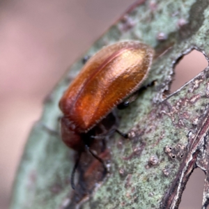 Ecnolagria grandis at City Renewal Authority Area - 29 Dec 2023 02:36 PM