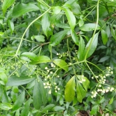 Sambucus australasica (Native Elderberry, Yellow Elderberry, Native Elder) at Jerrara, NSW - 29 Dec 2023 by plants