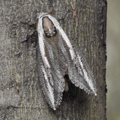 Endoxyla encalypti (Wattle Goat Moth) at Acton, ACT - 29 Dec 2023 by JohnBundock