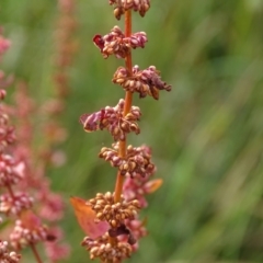 Rumex conglomeratus (Clustered Dock) at Mount Mugga Mugga - 29 Dec 2023 by Mike