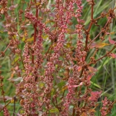 Rumex conglomeratus at Mount Mugga Mugga - 29 Dec 2023