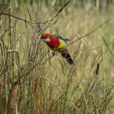 Platycercus eximius (Eastern Rosella) at GG128 - 28 Dec 2023 by Mike