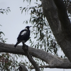 Gymnorhina tibicen (Australian Magpie) at GG214 - 28 Dec 2023 by Mike