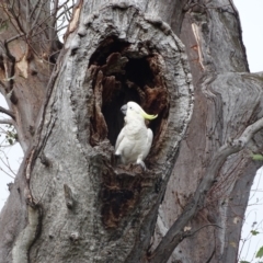 Cacatua galerita (Sulphur-crested Cockatoo) at O'Malley, ACT - 28 Dec 2023 by Mike