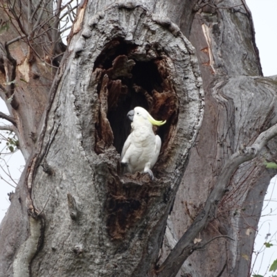 Cacatua galerita (Sulphur-crested Cockatoo) at O'Malley, ACT - 29 Dec 2023 by Mike