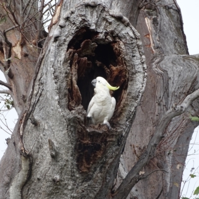 Cacatua galerita (Sulphur-crested Cockatoo) at GG214 - 28 Dec 2023 by Mike