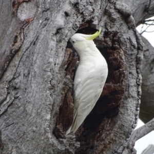 Cacatua galerita at O'Malley, ACT - 29 Dec 2023