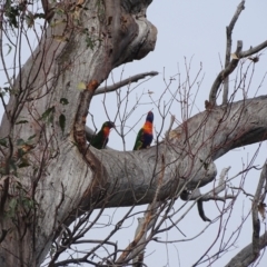 Trichoglossus moluccanus (Rainbow Lorikeet) at GG243 - 28 Dec 2023 by Mike