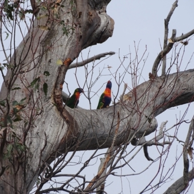 Trichoglossus moluccanus (Rainbow Lorikeet) at GG243 - 29 Dec 2023 by Mike