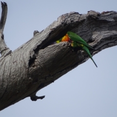 Trichoglossus moluccanus at GG243 - 29 Dec 2023