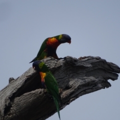 Trichoglossus moluccanus at GG243 - 29 Dec 2023