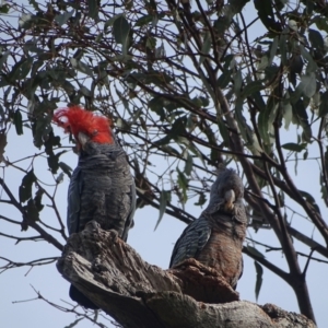 Callocephalon fimbriatum at Mount Mugga Mugga - suppressed