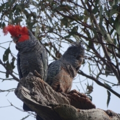 Callocephalon fimbriatum at Mount Mugga Mugga - suppressed