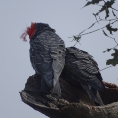 Callocephalon fimbriatum at Mount Mugga Mugga - suppressed