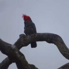 Callocephalon fimbriatum (Gang-gang Cockatoo) at GG214 - 28 Dec 2023 by Mike