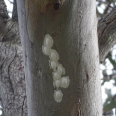 Eurybrachidae (family) at Mount Mugga Mugga - 29 Dec 2023