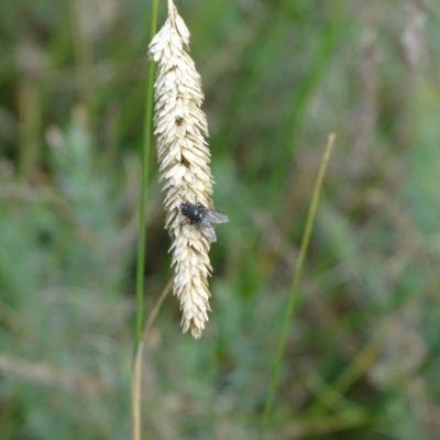 Muscidae (family) (Unidentified muscid fly) at GG128 - 28 Dec 2023 by Mike