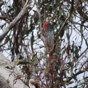 Callocephalon fimbriatum at Mount Mugga Mugga - suppressed