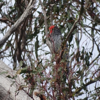 Callocephalon fimbriatum (Gang-gang Cockatoo) at Mount Mugga Mugga - 29 Dec 2023 by Mike