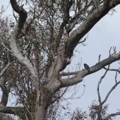 Callocephalon fimbriatum at Mount Mugga Mugga - suppressed