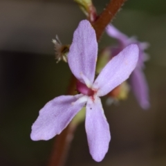 Stylidium sp. (Trigger Plant) at Karabar, NSW - 29 Dec 2023 by DianneClarke