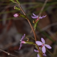 Stylidium sp. at QPRC LGA - 29 Dec 2023