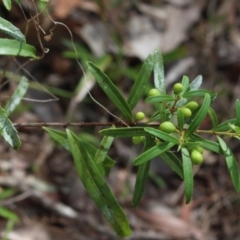 Denhamia silvestris (Narrow leaved Orangebark) at Stroud, NSW - 25 Dec 2023 by MaartjeSevenster